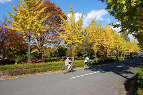 紅葉のいちょう並木