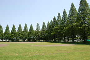 野球場・メタセコイア並木